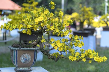 Eğri Sarı çiçekli dalları ile çiçeklenme kayısı bonsai ağacı eşsiz güzelliği oluşturun. Bu özel bir şey yanlış ağaca sembolize şans, refah bahar Vietnam delilik yeni yıl