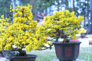 Eğri Sarı çiçekli dalları ile çiçeklenme kayısı bonsai ağacı eşsiz güzelliği oluşturun. Bu özel bir şey yanlış ağaca sembolize şans, refah bahar Vietnam delilik yeni yıl