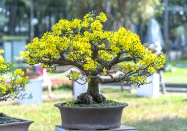Eğri Sarı çiçekli dalları ile çiçeklenme kayısı bonsai ağacı eşsiz güzelliği oluşturun. Bu özel bir şey yanlış ağaca sembolize şans, refah bahar Vietnam delilik yeni yıl