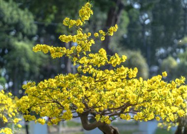 Eğri Sarı çiçekli dalları ile çiçeklenme kayısı bonsai ağacı eşsiz güzelliği oluşturun. Bu özel bir şey yanlış ağaca sembolize şans, refah bahar Vietnam delilik yeni yıl