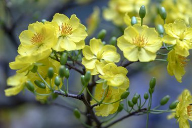 Kayısı çiçekleri Bahar geldi sinyal sarı çiçek kokulu yaprakları ile Ay Yeni Yıl çiçeklenme, bu iyi şanslar için sembolik çiçek