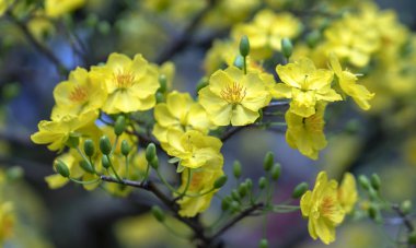 Kayısı çiçekleri Bahar geldi sinyal sarı çiçek kokulu yaprakları ile Ay Yeni Yıl çiçeklenme, bu iyi şanslar için sembolik çiçek