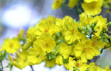 Kayısı çiçekleri Bahar geldi sinyal sarı çiçek kokulu yaprakları ile Ay Yeni Yıl çiçeklenme, bu iyi şanslar için sembolik çiçek