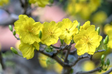 Kayısı çiçekleri Bahar geldi sinyal sarı çiçek kokulu yaprakları ile Ay Yeni Yıl çiçeklenme, bu iyi şanslar için sembolik çiçek