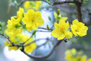 Kayısı çiçekleri Bahar geldi sinyal sarı çiçek kokulu yaprakları ile Ay Yeni Yıl çiçeklenme, bu iyi şanslar için sembolik çiçek