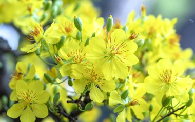 Kayısı çiçekleri Bahar geldi sinyal sarı çiçek kokulu yaprakları ile Ay Yeni Yıl çiçeklenme, bu iyi şanslar için sembolik çiçek