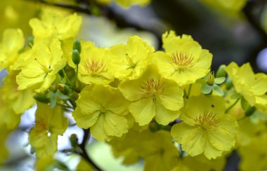 Kayısı çiçekleri Bahar geldi sinyal sarı çiçek kokulu yaprakları ile Ay Yeni Yıl çiçeklenme, bu iyi şanslar için sembolik çiçek