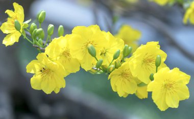 Kayısı çiçekleri Bahar geldi sinyal sarı çiçek kokulu yaprakları ile Ay Yeni Yıl çiçeklenme, bu iyi şanslar için sembolik çiçek