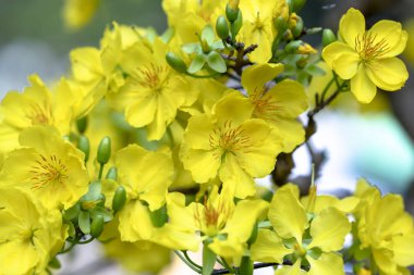 Kayısı çiçekleri Bahar geldi sinyal sarı çiçek kokulu yaprakları ile Ay Yeni Yıl çiçeklenme, bu iyi şanslar için sembolik çiçek