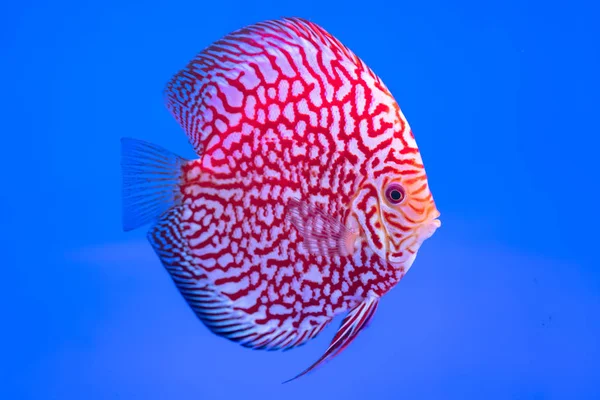 Discus Fish Colorful swimming in fish tank. This is a species of ornamental fish used to decorate the scene in the house