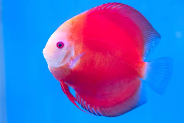 Discus Fish Colorful swimming in fish tank. This is a species of ornamental fish used to decorate the scene in the house