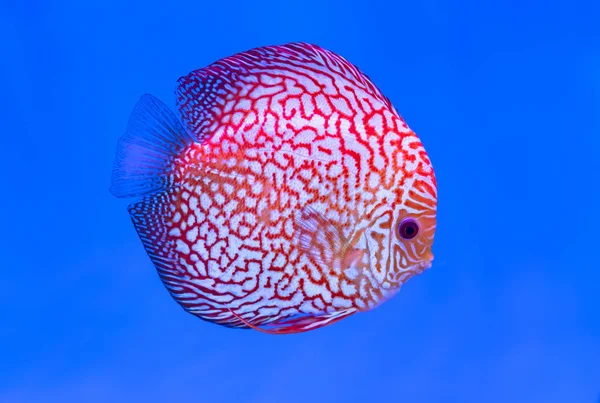 Discus Fish Nado Colorido Aquário Esta Uma Espécie Peixe Ornamental — Fotografia de Stock