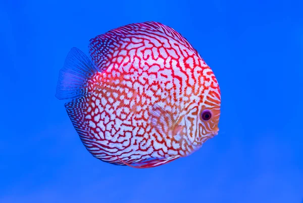 Diskusfische Buntes Schwimmen Fischbecken Dies Ist Eine Zierfischarte Die Verwendet — Stockfoto