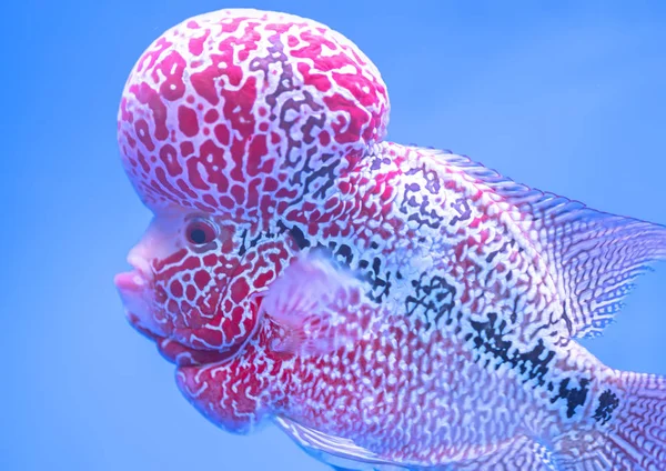 Flowerhorn Cichlid Peixes Coloridos Nadando Tanque Peixes Este Peixe Ornamental — Fotografia de Stock