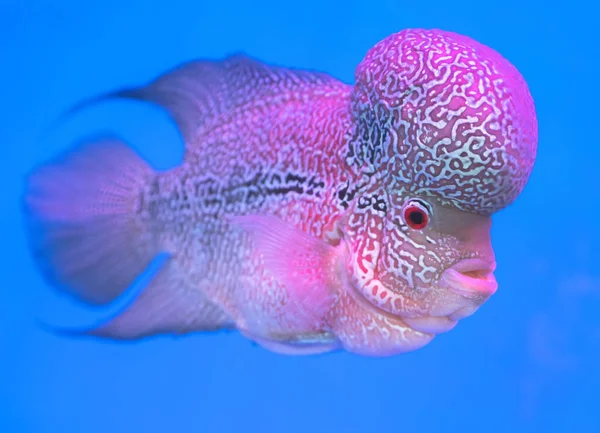 Flowerhorn Cichlid Peixes Coloridos Nadando Tanque Peixes Este Peixe Ornamental — Fotografia de Stock