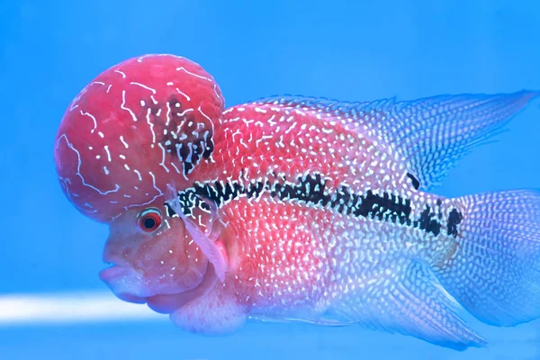 Flowerhorn Cichlide Kleurrijke Vissen Zwemmen Een Aquarium Dit Een Siervis — Stockfoto
