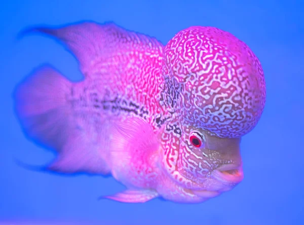 Flowerhorn Cichlid Colorful fish swimming in fish tank. This is an ornamental fish that symbolizes the luck of feng shui in the home of the Asian people