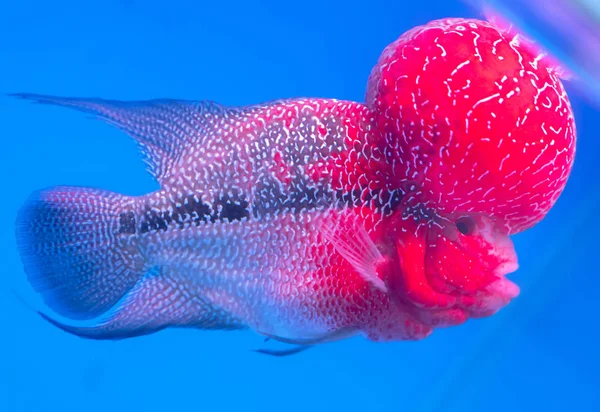 Flowerhorn Cichlid Peixes Coloridos Nadando Tanque Peixes Este Peixe Ornamental — Fotografia de Stock