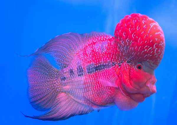 Flowerhorn Cichlid Colorful Fish Swimming Fish Tank Ornamental Fish Symbolizes — Stock Photo, Image