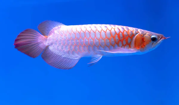 Arowana Aquário Este Peixe Favorito Com Corpo Longo Forma Dragão — Fotografia de Stock