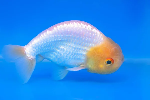 Dos Peixes Ornamentais Estimação Mais Populares Peixinho Dourado Carassius Auratus — Fotografia de Stock