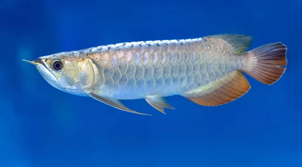 Arowana Aquarium Favorite Fish Long Body Beautiful Dragon Shape Colorful — Stock Photo, Image