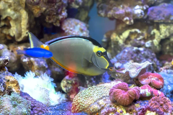 Los Peces Nadan Agua Vida Submarina Muy Animada Hermosa Gente — Foto de Stock