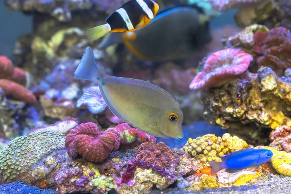 Los Peces Nadan Agua Vida Submarina Muy Animada Hermosa Gente — Foto de Stock