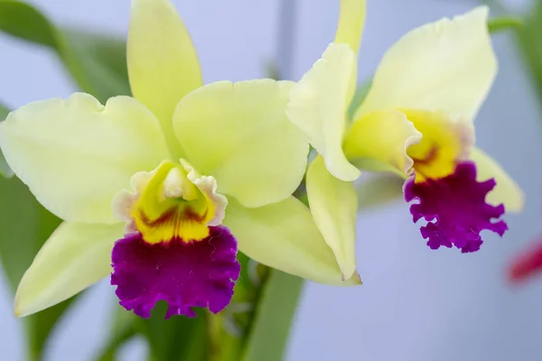 Cattleya Labiata Fleurs Fleurissent Printemps Ornent Beauté Nature — Photo