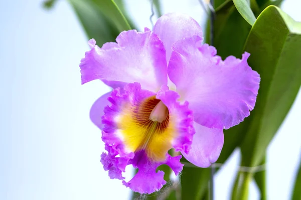 Cattleya Labiata Flowers Bloom Spring Adorn Beauty Nature — Stock Photo, Image