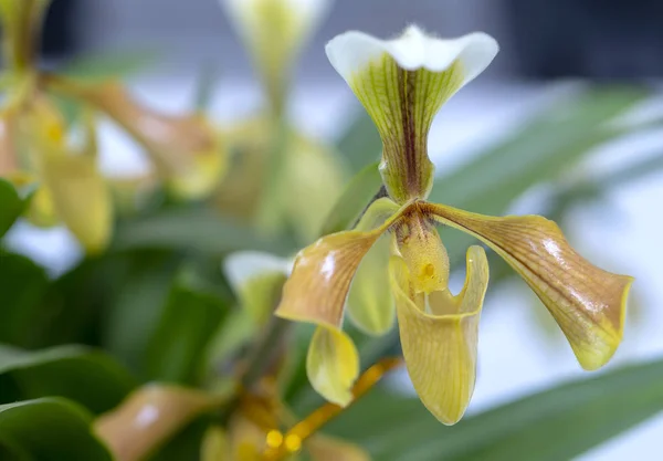 Paphiopedilum Orchideje Květiny Kvetou Jaře Zdobí Krásy Přírody — Stock fotografie