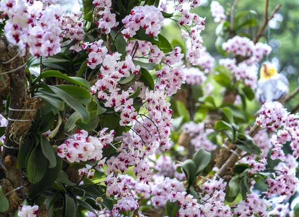 百合花盛开在春天 装点着大自然的美丽 — 图库照片