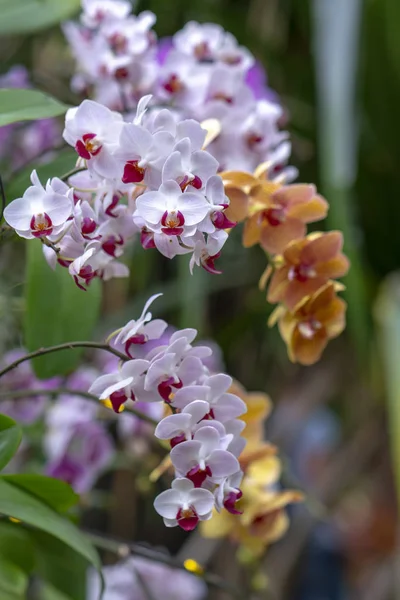 Phalaenopsis Orchids Flowers Bloom Spring Adorn Beauty Nature — Stock Photo, Image