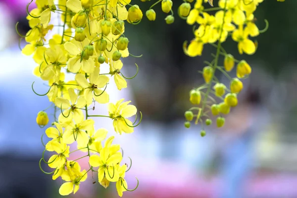 Цветы Орхидей Dendrobium Aphyllum Цветут Весной Украшая Красоту Природы — стоковое фото