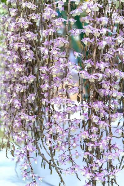 Dendrobium Aphyllum Orquídeas Flores Florecen Primavera Adornan Belleza Naturaleza — Foto de Stock