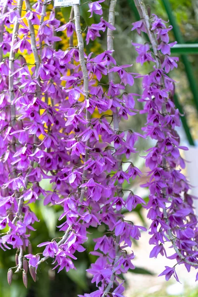 Dendrobium Aphyllum Orchideje Kvetou Jarním Přívalu Krásy Přírody — Stock fotografie