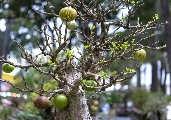 Crescentia Cujete Bonsai Tavaszi Kert Gyümölcs Mint Egy Zöld Bőr — Stock Fotó