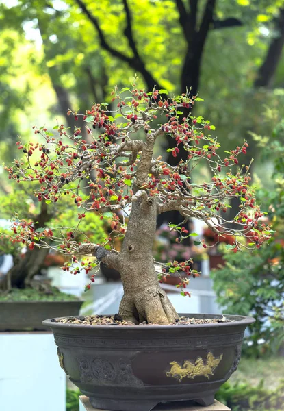 Hallon Träd Med Många Mogna Frukter Fulla Grenar Trädgården — Stockfoto