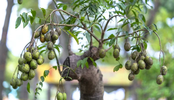 Ambarella Bonsai Árbol Con Muchas Frutas Maduras Árbol Jardín — Foto de Stock