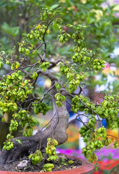 Contrato Bonsái Frutas Estrella Cargado Árboles Jardín Del Cuidado Dedicado — Foto de Stock