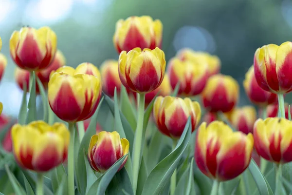 Tulipas Florescem Sol Primavera Com Cores Brilhantes Subindo Cheias Vitalidade — Fotografia de Stock