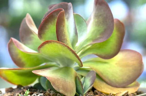 Suculentas Plantas Canteiros Jardim Esta Uma Espécie Família Cactos Que — Fotografia de Stock