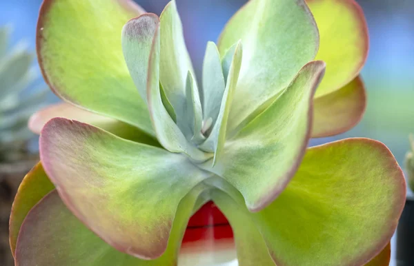 Suculentas Plantas Canteiros Jardim Esta Uma Espécie Família Cactos Que — Fotografia de Stock