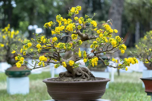 曲線を描く黄色開花枝が咲いている梅盆栽は 独特の美しさを作成します これは特別な間違ってツリー運 春ベトナム旧正月の繁栄を象徴します — ストック写真