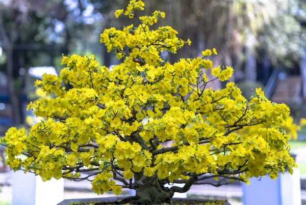 Meruňkové Bonsaje Strom Kvetoucí Žlutě Kvetoucí Větve Zahnutá Vytvářet Jedinečné — Stock fotografie