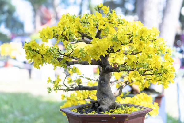 Albicocca Albero Bonsai Fioritura Con Rami Fioriti Gialli Curvatura Creare — Foto Stock