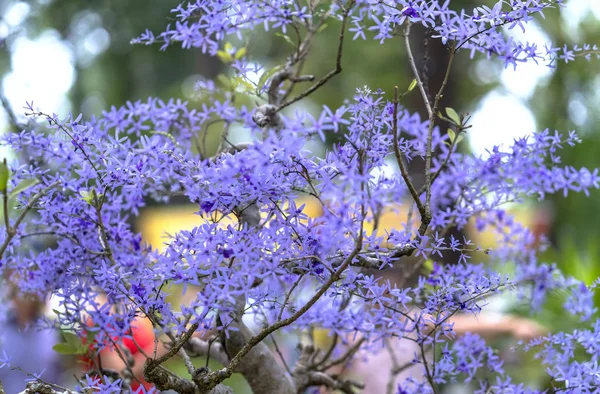 Floración Púrpura Macetas Albaricoque Principios Primavera Vietnam Año Nuevo Lunar —  Fotos de Stock