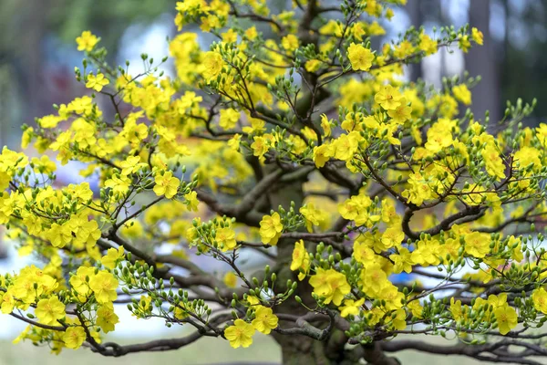 Meruňkové Bonsaje Strom Kvetoucí Žlutě Kvetoucí Větve Zahnutá Vytvářet Jedinečné — Stock fotografie