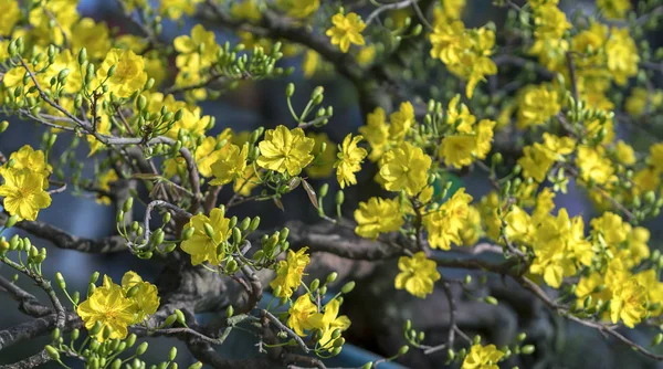 Meruňkové Květy Kvetou Lunárním Novém Roce Žlutým Kvetouním Okvětnými Plátky — Stock fotografie