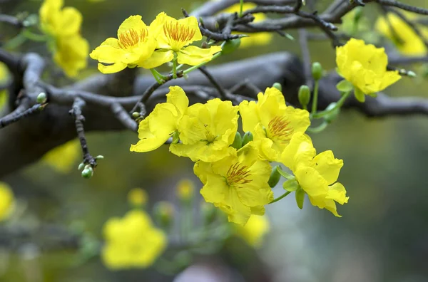 Fiori Albicocca Che Sbocciano Nel Nuovo Anno Lunare Con Petali — Foto Stock